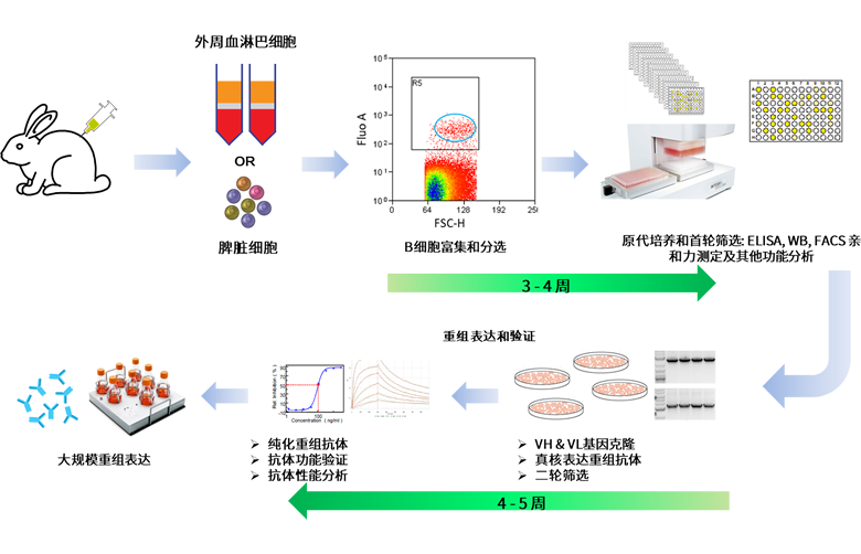 兔单克隆抗体开发服务